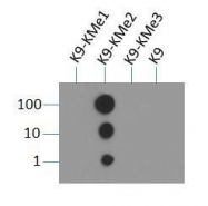NB21-1072 - Histone H3.2