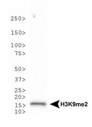 NB21-1072 - Histone H3.2