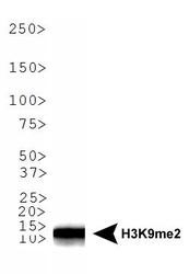 NB21-1072 - Histone H3.2