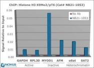 NB21-1053 - Histone H3.2
