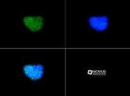 NB21-1053 - Histone H3.2