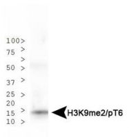 NB21-1053 - Histone H3.2