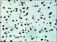 NB100-2209 - Histone H3