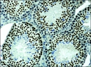 NB100-2209 - Histone H3