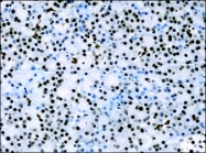 NB100-2209 - Histone H3