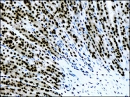 NB100-2209 - Histone H3