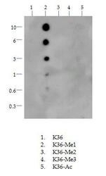 NB21-1251 - Histone H3.2