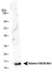 NB21-1251 - Histone H3.2