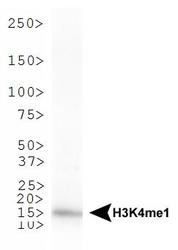 NB21-1021 - Histone H3.2