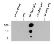 NB21-1037 - Histone H3.2