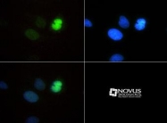 NB21-1037 - Histone H3.2