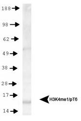 NB21-1037 - Histone H3.2