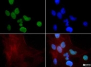 NB21-1071 - Histone H3.2