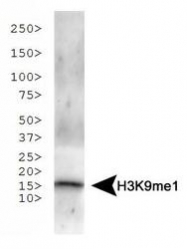 NB21-1071 - Histone H3.2