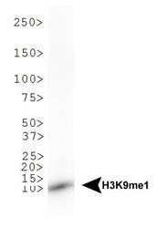 NB21-1071 - Histone H3.2