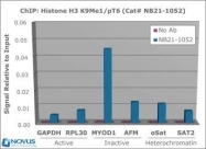 NB21-1052 - Histone H3.2