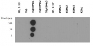 NB21-1052 - Histone H3.2