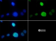 NB21-1052 - Histone H3.2