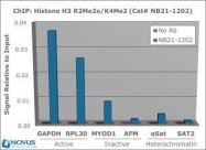 NB21-1202 - Histone H3.2