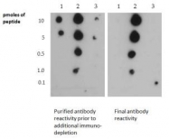NB21-1202 - Histone H3.2