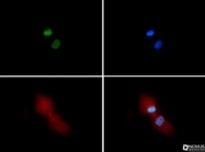NB21-1202 - Histone H3.2