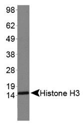 NB21-1202 - Histone H3.2