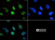NB21-1143 - Histone H3.2