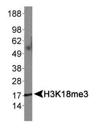 NB21-1143 - Histone H3.2