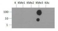 NB21-1253 - Histone H3.2