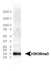 NB21-1253 - Histone H3.2