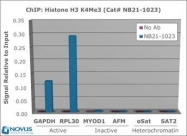 NB21-1023 - Histone H3.2