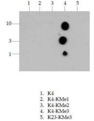 NB21-1023 - Histone H3.2