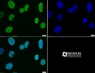 NB21-1023 - Histone H3.2
