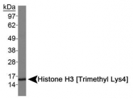 NB21-1023 - Histone H3.2