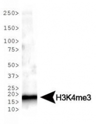 NB21-1023 - Histone H3.2