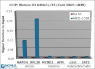 NB21-1039 - Histone H3.2