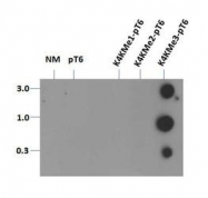NB21-1039 - Histone H3.2
