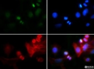 NB21-1039 - Histone H3.2