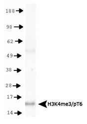 NB21-1039 - Histone H3.2
