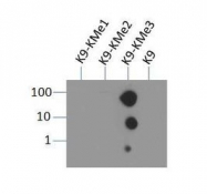NB21-1073 - Histone H3.2