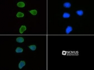NB21-1073 - Histone H3.2