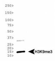 NB21-1073 - Histone H3.2