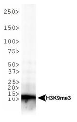 NB21-1073 - Histone H3.2