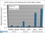 NB21-1054 - Histone H3.2