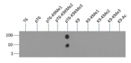NB21-1054 - Histone H3.2