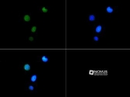 NB21-1054 - Histone H3.2