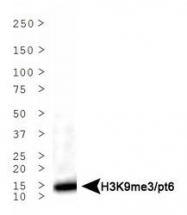 NB21-1054 - Histone H3.2