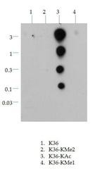 NB21-1254 - Histone H3.2