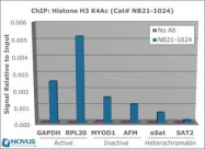 NB21-1024 - Histone H3.2