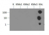 NB21-1024 - Histone H3.2